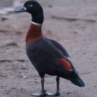 Australian Shelduck